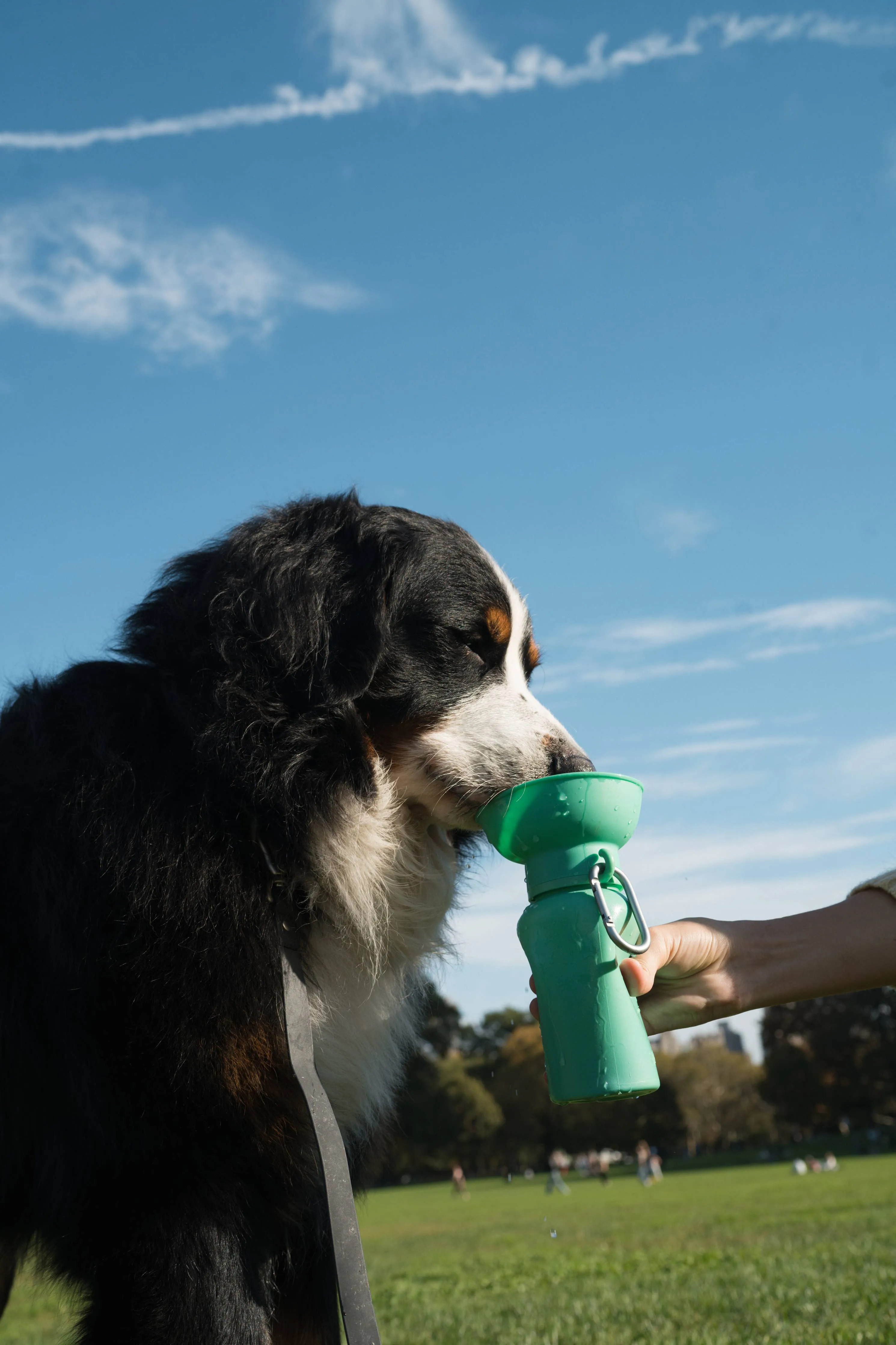 Oat Dog Travel Water Bottle, 20oz, Flip Silicone