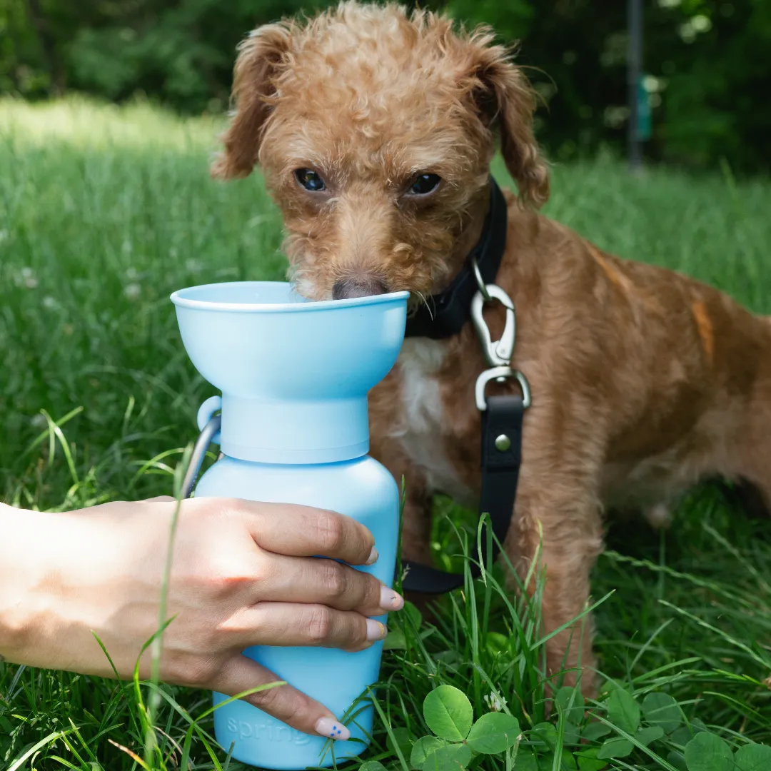 Oat Dog Travel Water Bottle, 20oz, Flip Silicone