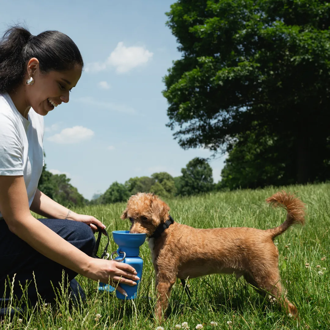 Oat Dog Travel Water Bottle, 20oz, Flip Silicone